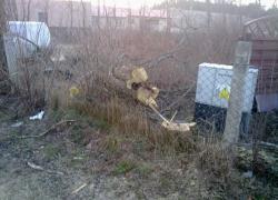 Usunięcie pochylonego drzewa zagrażającego linii elektroenergetycznej w Nadolu - 09.02.2011