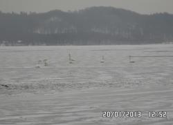 Podejrzenie przymarznięcia łabędzi na jeziorze Żarnowieckim - 20.01.2013