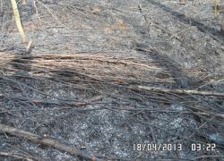 Pożar lasu w Słuszewie - 18.04.2013
