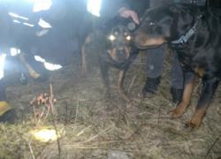 Pies uwięziony w studzience kanalizacyjnej - 12.02.2015