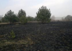 Pożar suchej trawy w Czymanowie - 20.02.2015