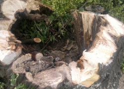 Powalone drzewo w Nadolu - 09.07.2015
