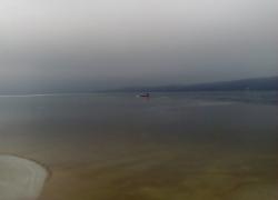 Przymarznięty łabędź na jeziorze Żarnowieckim