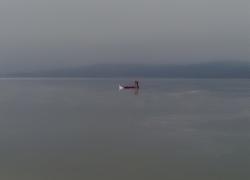 Przymarznięty łabędź na jeziorze Żarnowieckim - 09.01.2016