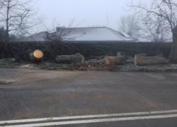 Powalone drzewo na skrzyżowaniu w Czymanowie - 02.01.2019