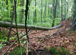 Pochylone drzewo na trasie Nadole - Brzyno