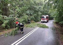 Pochylone drzewo na trasie Nadole - Brzyno - 28.05.2019