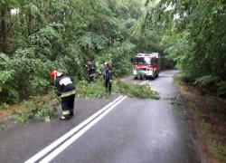 Pochylone drzewo na trasie Nadole - Brzyno - 28.05.2019