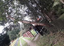 Niebezpiecznie pochylone drzewo w Nadolu - 14.09.2019