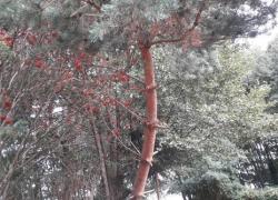 Niebezpiecznie pochylone drzewo w Nadolu - 14.09.2019