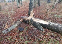 Powalone drzewo w Toliszczku - 31.01.2020