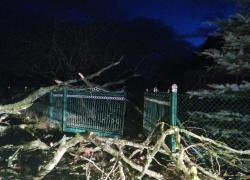 Powalone drzewo i uszkodzona linia elektroenergetyczna w Toliszczku - 02.02.2020