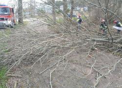 Niebiezpiecznie pochylone drzewo w Czymanowie - 12.03.2020