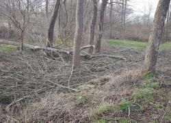 Niebiezpiecznie pochylone drzewo w Czymanowie - 12.03.2020