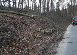 Powalone drzewo na trasie Czymanowo - Gniewino - 12.03.2020