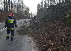 Powalone drzewo na trasie Czymanowo - Gniewino - 12.03.2020
