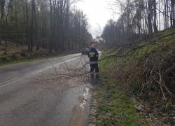 Powalone drzewo na trasie Czymanowo - Gniewino - 06.05.2021