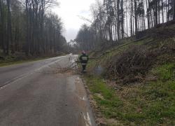 Powalone drzewo na trasie Czymanowo - Gniewino - 06.05.2021