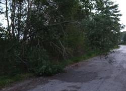 Niebezpiecznie pochylone drzewo w Czymanowie - 24.09.2021