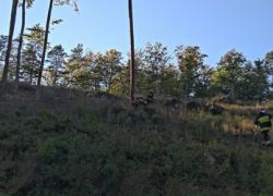 Pochylone drzewo na trasie Czymanowo - Gniewino - 08.10.2021