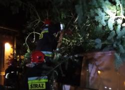 Drzewo powalone na samochód w Bychowie - 19.11.2021