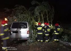 Drzewo powalone na samochód w Bychowie - 19.11.2021