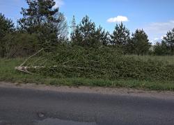 Powalone drzewo w Czymanowie - 26.05.2022