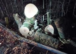 Powalone drzewo na trasie Czymanowo - Gniewino