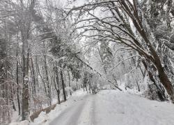 Powalone drzewo na trasie Dąbrówka-Mierzynko - 11.01.2025