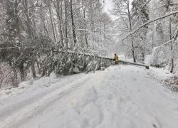 Powalone drzewo na trasie Dąbrówka-Mierzynko - 11.01.2025