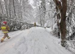 Powalone drzewo na trasie Dąbrówka-Mierzynko - 11.01.2025