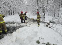 Powalone drzewo na trasie Dąbrówka-Mierzynko - 11.01.2025