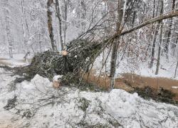 Powalone drzewo na trasie Dąbrówka-Mierzynko - 11.01.2025