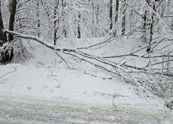 Powalone drzewo na trasie Opalino-Rybno