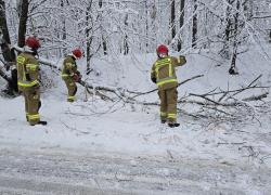 Powalone drzewo na trasie Opalino-Rybno - 12.01.2025