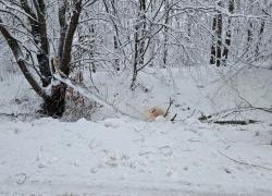 Powalone drzewo na trasie Opalino-Rybno - 12.01.2025