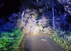 Powalone drzewo na trasie Strzbielinko-Toliszczek