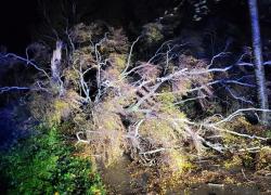 Powalone drzewo na trasie Strzbielinko-Toliszczek - 30.10.2025