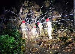 Powalone drzewo na trasie Strzbielinko-Toliszczek - 30.10.2025