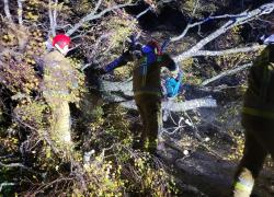 Powalone drzewo na trasie Strzbielinko-Toliszczek - 30.10.2025