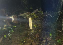 Powalone drzewo na trasie Strzbielinko-Toliszczek - 30.10.2025