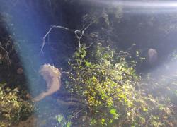 Powalone drzewo na trasie Strzbielinko-Toliszczek - 30.10.2025