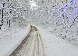 Konary drzew zwisające nad jezdnią - 03.01.2026