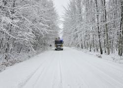 Konary drzew zwisające nad jezdnią - 03.01.2026