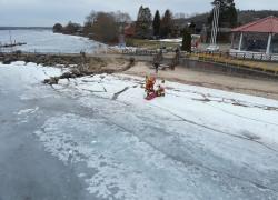 Podejrzenie przymarznięcia sarny na jeziorze Żarnowieckim