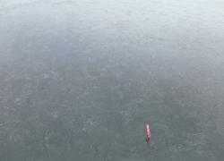 Podejrzenie przymarznięcia sarny na jeziorze Żarnowieckim - 02.03.2026