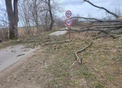 Powalone drzewo w Toliszczku