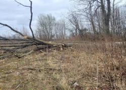 Powalone drzewo w Toliszczku - 08.04.2026