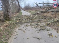 Powalone drzewo w Toliszczku - 08.04.2026