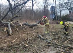 Powalone drzewo w Toliszczku - 08.04.2026